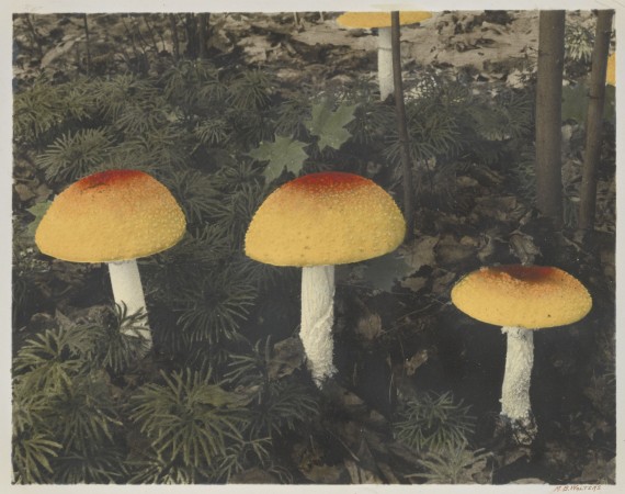 A photo of Amanita muscaria, a mushroom with a yellow cap that shifts towards orange-red towards the top.