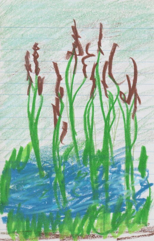 A crayon drawing of cattails on line paper.